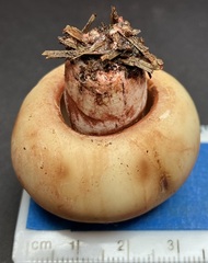 Russula ventricosipes