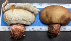 Russula ventricosipes