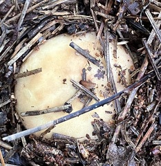 Russula ventricosipes