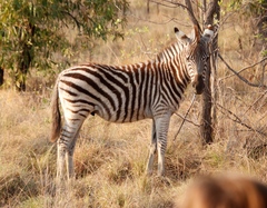 Equus quagga chapmani