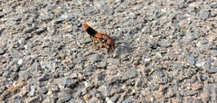 Platydracus immaculatus