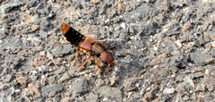 Platydracus immaculatus