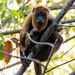 Guianan Red Howler Monkey - Photo (c) Tomaz Nascimento de Melo, some rights reserved (CC BY-NC-ND), uploaded by Tomaz Nascimento de Melo