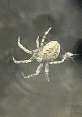 Larinioides patagiatus