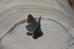 Euphilotes ancilla