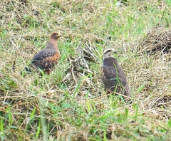 Buteogallus meridionalis