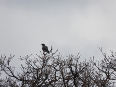 Aphelocoma wollweberi