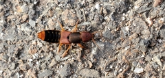 Platydracus immaculatus