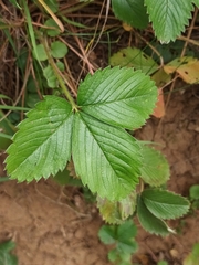 Fragaria viridis