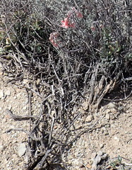 Cotyledon orbiculata spuria