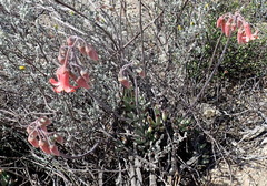 Cotyledon orbiculata spuria