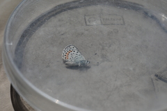 Euphilotes ancilla