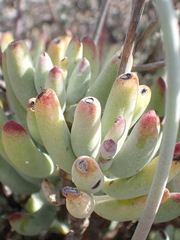 Cotyledon orbiculata spuria