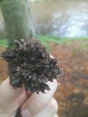 Thelephora anthocephala