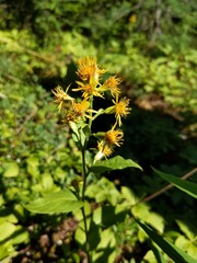 Solidago macrophylla