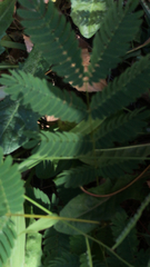 Albizia julibrissin
