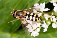 Eupeodes corollae