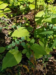 Solidago macrophylla