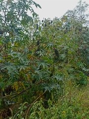 Ricinus communis