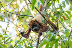Alouatta macconnelli