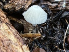 Hemimycena lactea