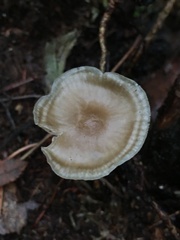Cantharellula umbonata