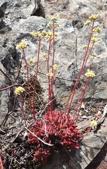 Crassula pubescens