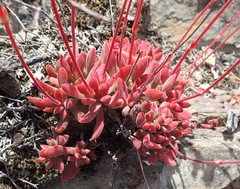 Crassula pubescens