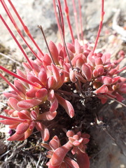 Crassula pubescens