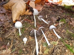 Coprinopsis spilospora