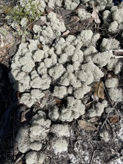 Cladonia evansii