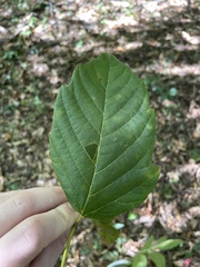 Acer negundo