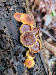 Flammulaster erinaceellus