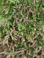 Brachythecium rutabulum