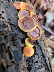 Flammulaster erinaceellus