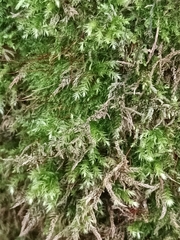 Brachythecium rutabulum