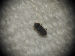 Heterocerus fenestratus