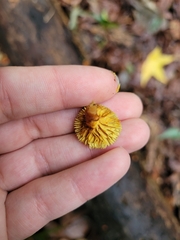 Flammulaster erinaceellus