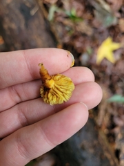 Flammulaster erinaceellus