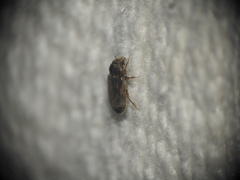 Heterocerus fenestratus