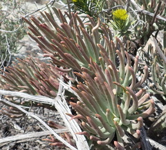Tylecodon cacalioides