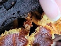 Flammulaster erinaceellus