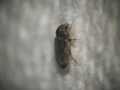 Heterocerus fenestratus