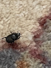 Onthophagus taurus