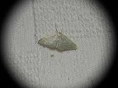 Idaea subsericeata