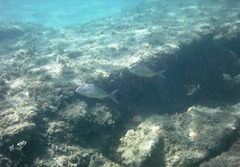 Seriola dumerili