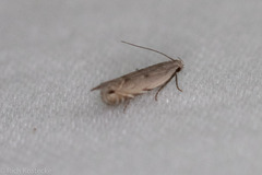 Battaristis nigratomella