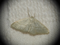 Idaea subsericeata