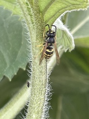 Vespula
