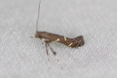 Caloptilia triadicae